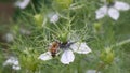 Love-in-a-mist Nigella damascena, flower with honeybee Royalty Free Stock Photo